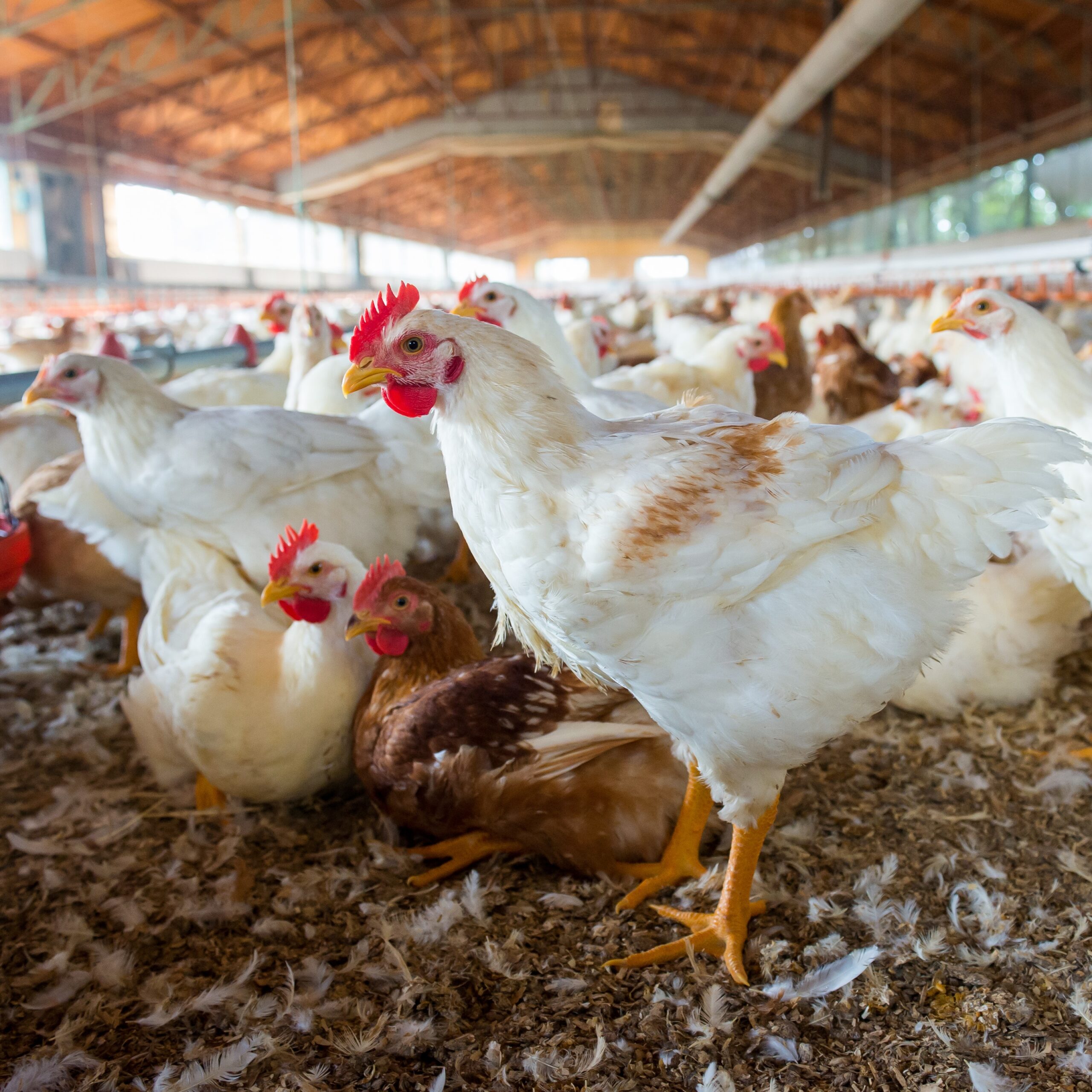HeiQ Synbio for poultry care