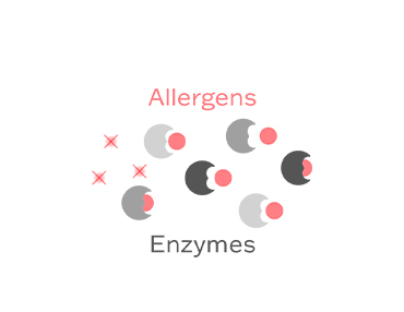 An illustration of the enzymes removing inanimate allergens