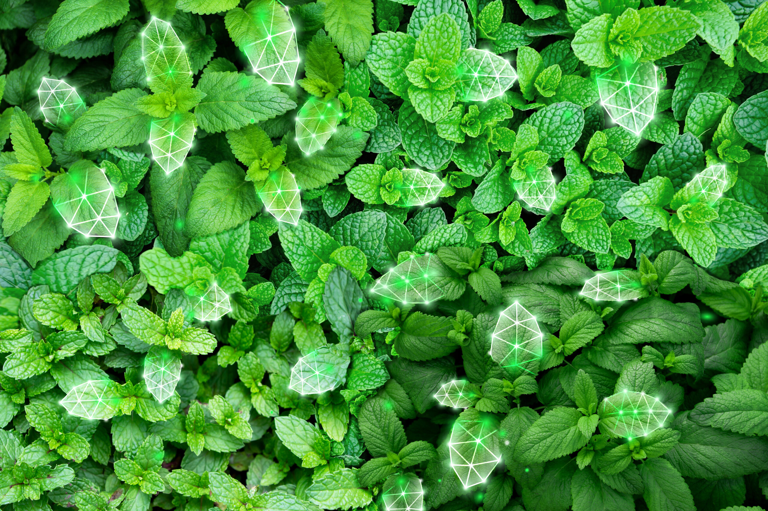 HeiQ Mint botanical odor control textile technology key visual